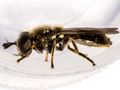 Pipizella viduata